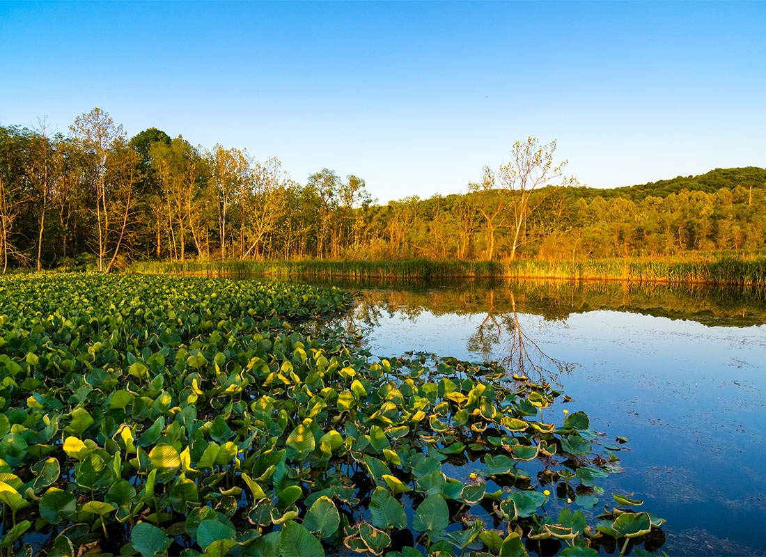 Contact - Scenic View of Lily Pads Floating on a Lake Surrounded by Green Foliage in a Park in Ohio at Sunset